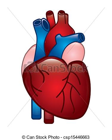 Human Heart Clipart U0026 Human Heart Cl-Human Heart Clipart u0026 Human Heart Clip Art Images - ClipartALL clipartall.com-15