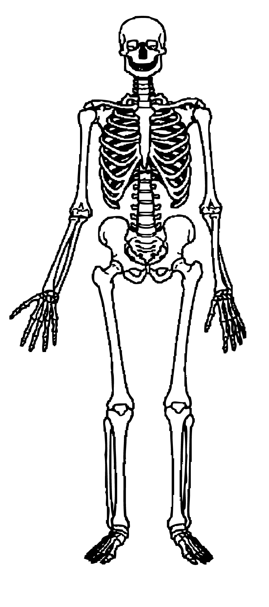 Human Skeleton Clipart Free Cliparts Cli-Human Skeleton Clipart Free Cliparts Clipart Best Clipart Best-11