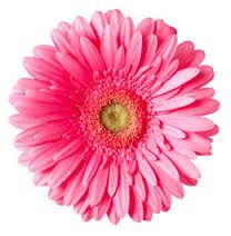 Image Result For Gerbera Daisy Clip Art-Image result for gerbera daisy clip art-11