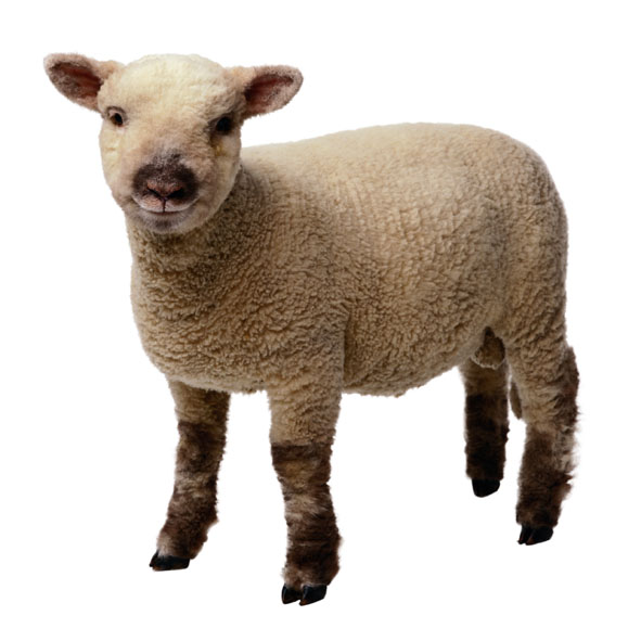 Jesus Lamb Clipart Clipart Kid-Jesus lamb clipart clipart kid-1