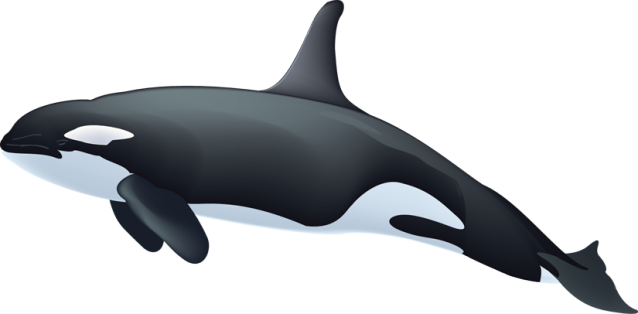 Killer-whale-clipart-Killer-whale-clipart-11