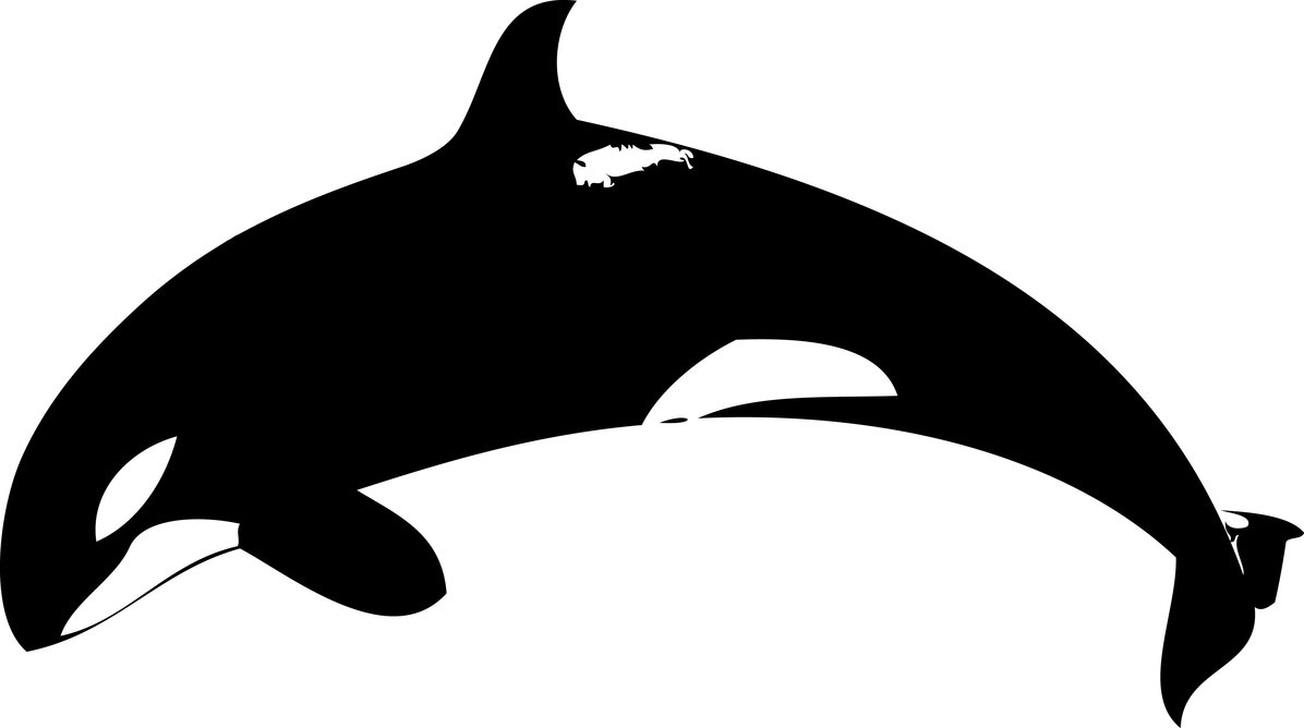 Orca-Orca-16