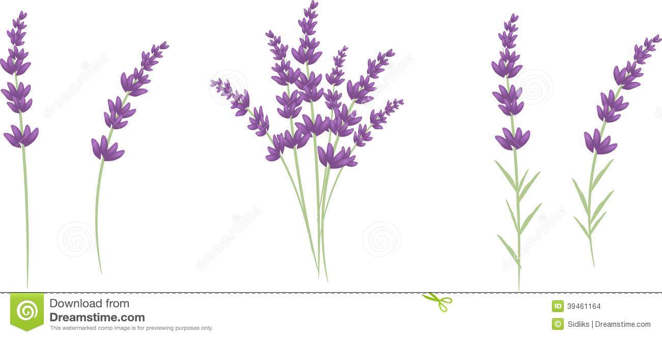 Lavender Clip Art-Lavender Clip Art-5