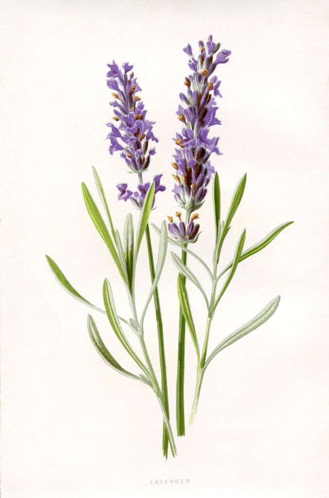 Lavender Clipart-Lavender Clipart-7