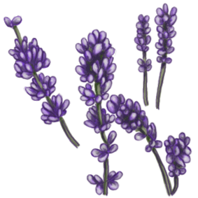 Lavender Flower Clip Art 10 Lavender Pro-Lavender Flower Clip Art 10 Lavender Projects Pinterest Lavender-8