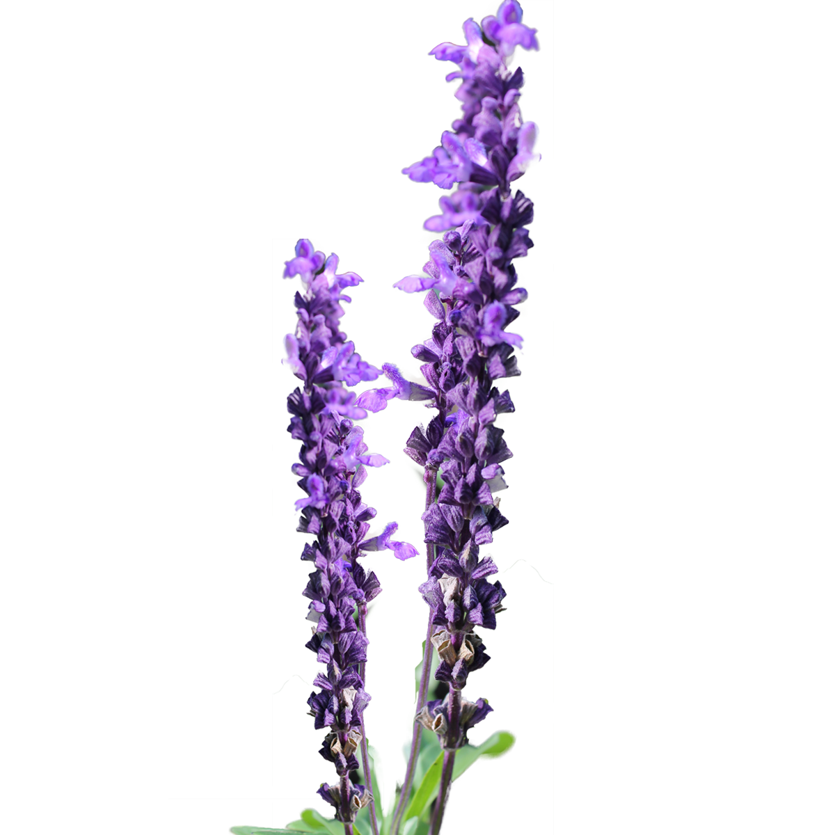 Lavender Flower Clip Art-Lavender Flower Clip Art-9
