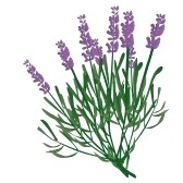 Lavender Flower Clip Art-Lavender Flower Clip Art-10