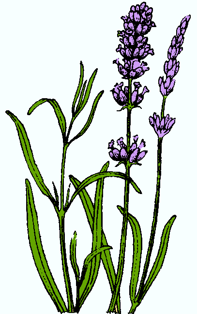 Lavender Flower Clip Art-Lavender Flower Clip Art-11
