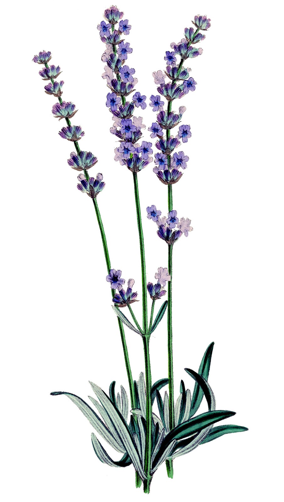 Lavender Flower Clip Art-Lavender Flower Clip Art-12