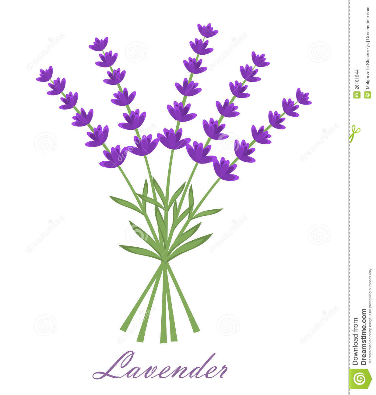 Lavender Flowers Bouquet Vector Illustra-Lavender Flowers Bouquet Vector Illustration On White-14