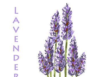 Lavender Flowers - Original Art Download-Lavender Flowers - Original Art Download, 2 files, lavender clip art, lavender printable-15