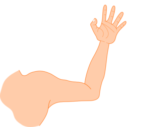 Left Arm Clip Art At Clker Com Vector Cl-Left Arm Clip Art At Clker Com Vector Clip Art Online Royalty Free-16