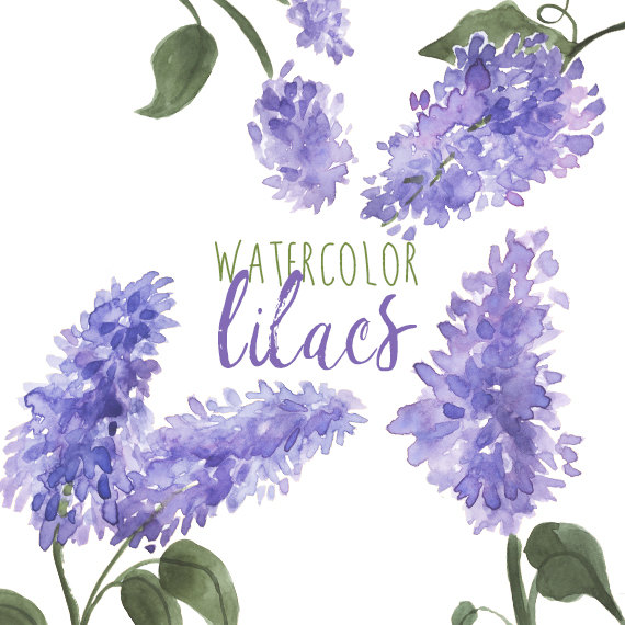 Lilac Clipart-Clipartlook.com-570-Lilac Clipart-Clipartlook.com-570-0