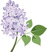 Branch Of Lilac Flowers. Vector Illustra-Branch of lilac flowers. Vector illustration.-4