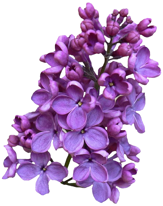 Download PNG Image - Lilac Clipart 457-Download PNG image - Lilac Clipart 457-6