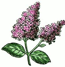 Lilac Clipart-Lilac Clipart-11