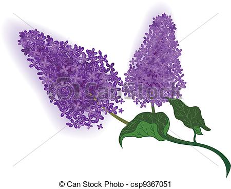 Lilac - Csp9367051-lilac - csp9367051-12
