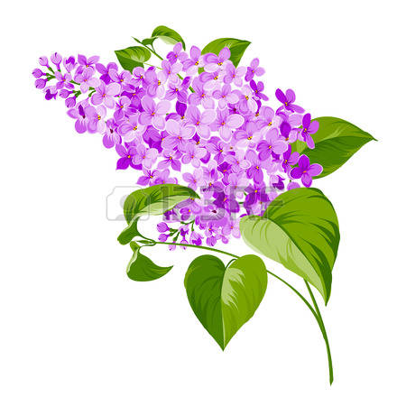 Spring Siringa Flowers Background For Th-Spring siringa flowers background for the romantic design. Vector  illustration-14