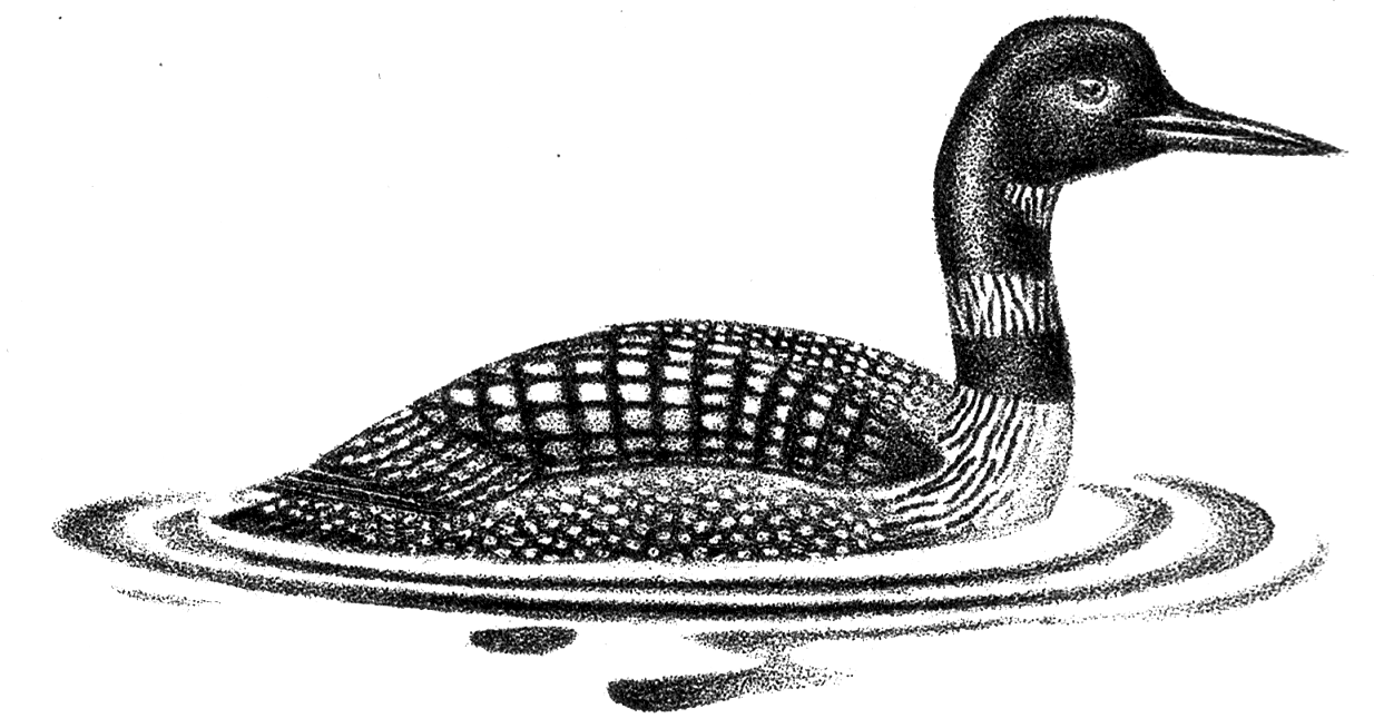 Loon Clip Art Images Amp Pictures Findpi-Loon Clip Art Images Amp Pictures Findpik-15