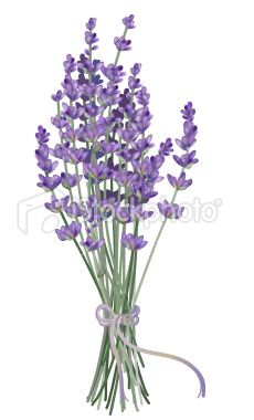 On Pinterest Lavender Flowers Group Pict-On Pinterest Lavender Flowers Group Pictures And Lavender Bouquet-17