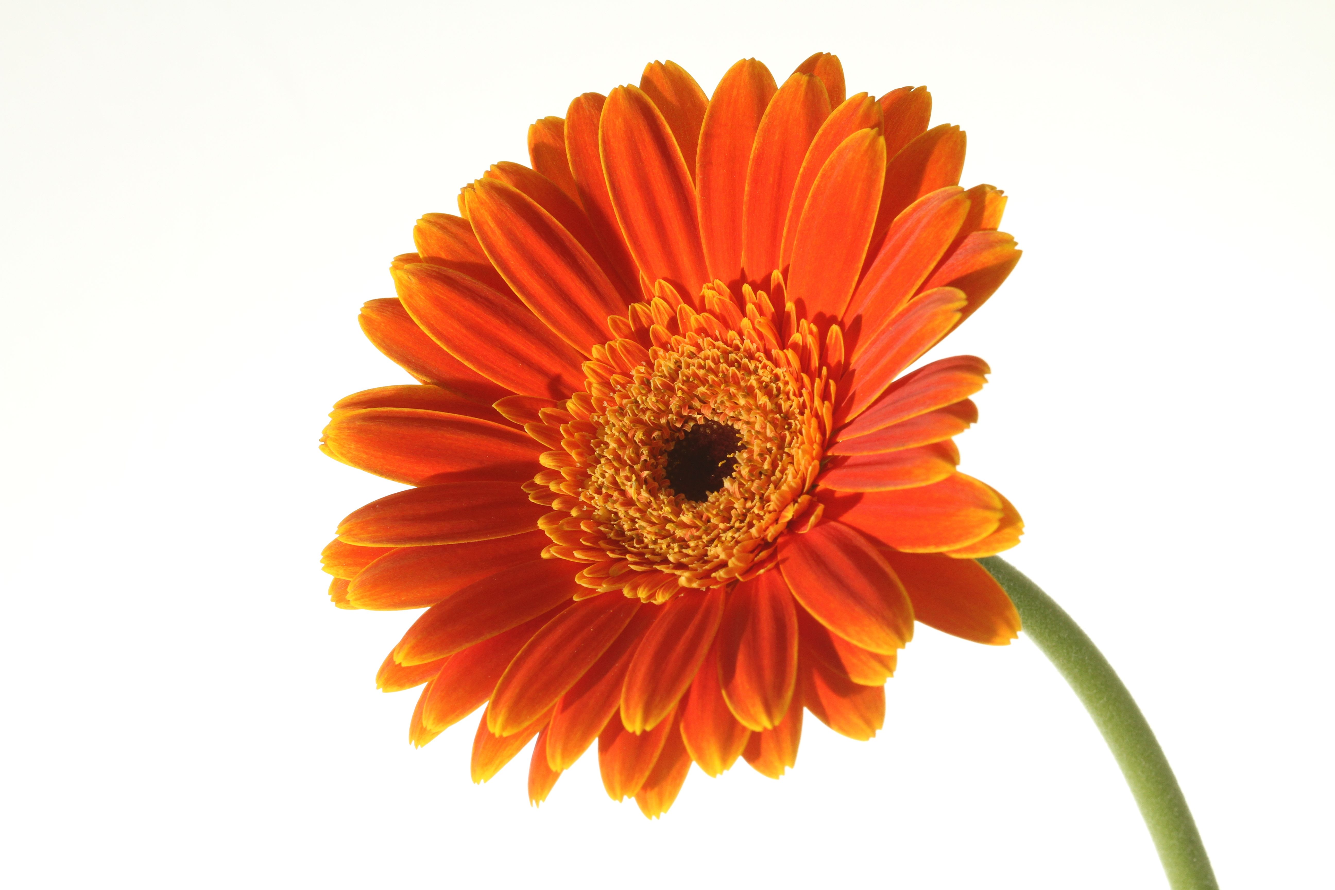 Orange Gerber Daisy Clip Art-Orange Gerber Daisy Clip Art-14