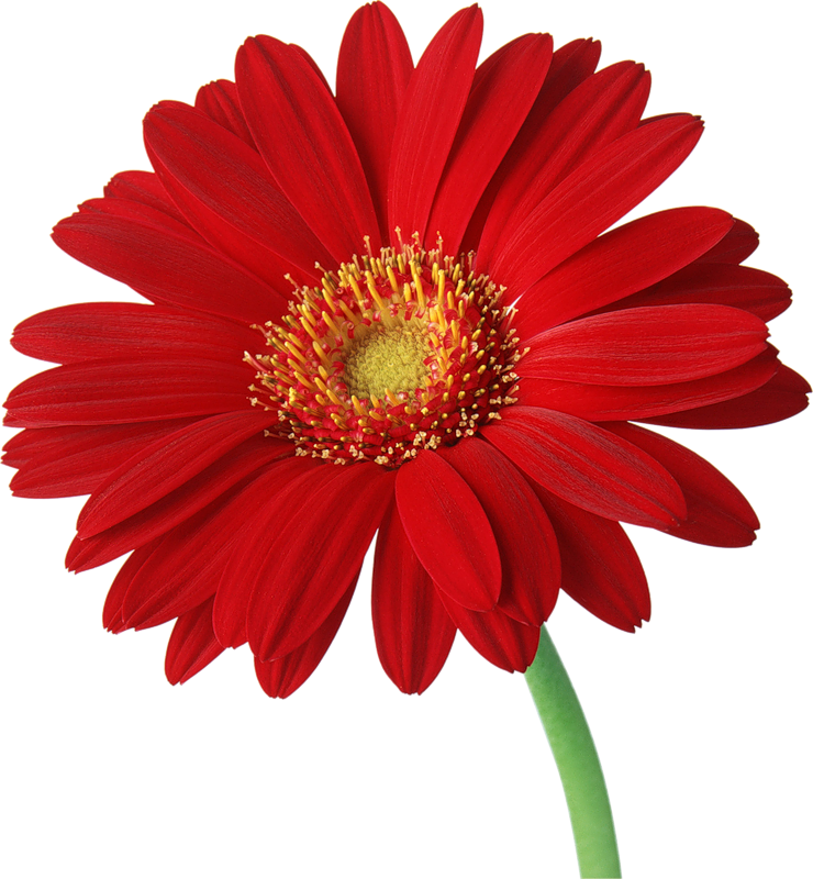 Orange Gerber Daisy Clip Art-Orange Gerber Daisy Clip Art-15