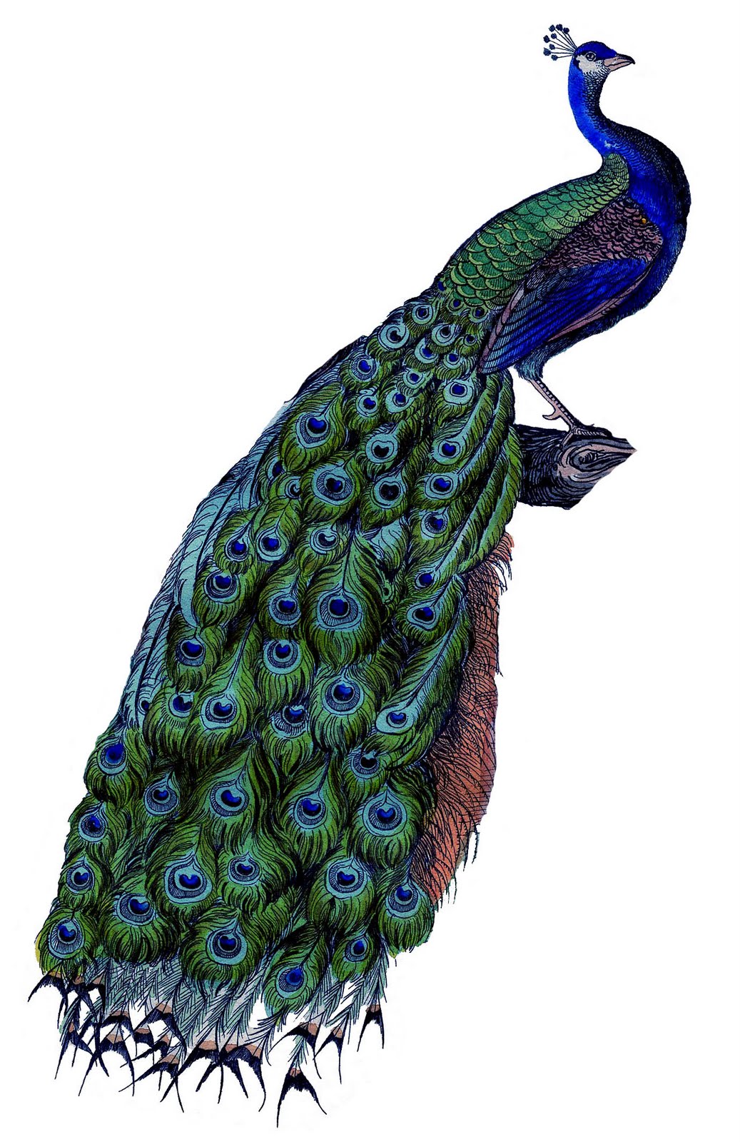 Peacock Clipart Free | Clipart Library --Peacock Clipart Free | Clipart library - Free Clipart Images-9