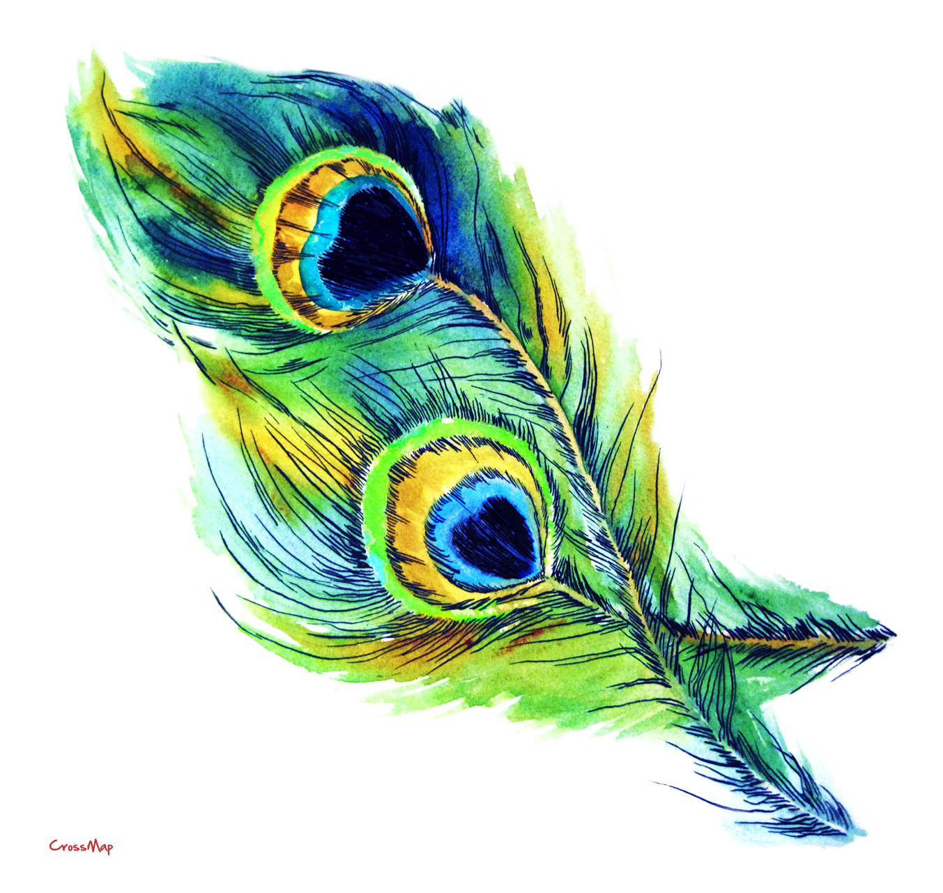 Peacock Feather-Peacock Feather-14