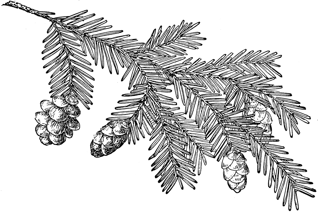 Pinecone Clip Art | Pine Cone Of Western-Pinecone Clip Art | Pine Cone of Western Hemlock | ClipArt ETC | Clip Art | Pinterest | Trees, A tree and How to draw-17