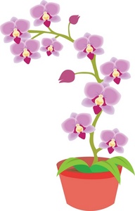 Potted Orchid Clipart-Potted Orchid Clipart-14