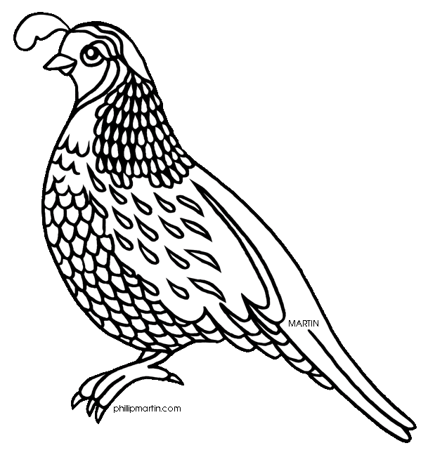 Quail Black And White Clipart .-Quail Black And White Clipart .-9