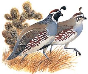 Quail-Quail-13