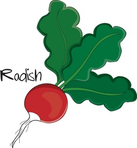 Radish Clipart-radish clipart-5