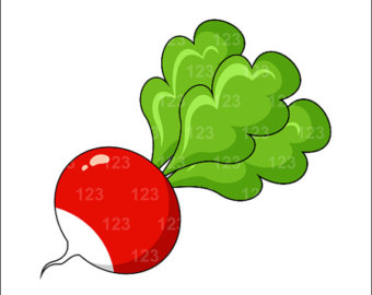 Radish Clipart-radish clipart-6