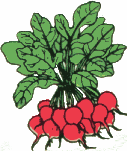 Radish Turnip Clipart Hostted-Radish turnip clipart hostted-14