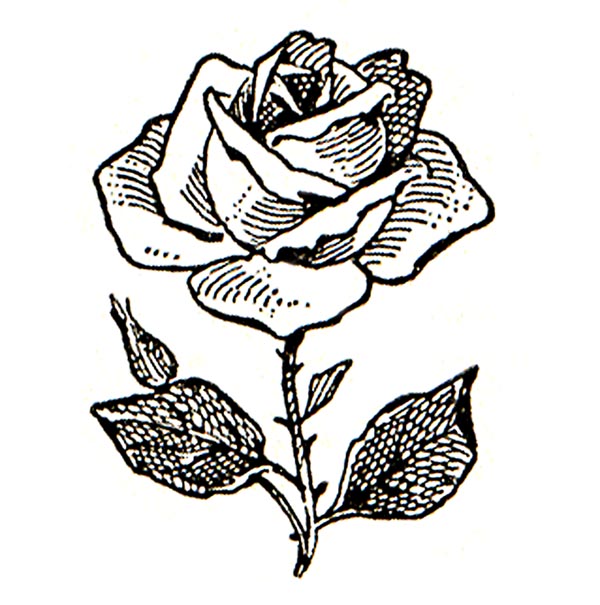 Rose Clipart Black And White-rose clipart black and white-19
