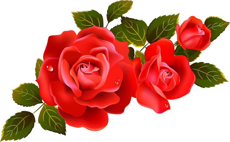 Roses On Clip Art Red Roses .-Roses on clip art red roses .-14
