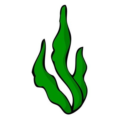 Seaweed Clipart-seaweed clipart-5