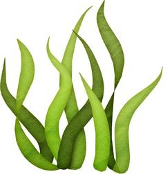 Seaweed Clip Art. Seaweed Image. Image A-Seaweed Clip Art. seaweed image. image animaux marins et des lacs-10