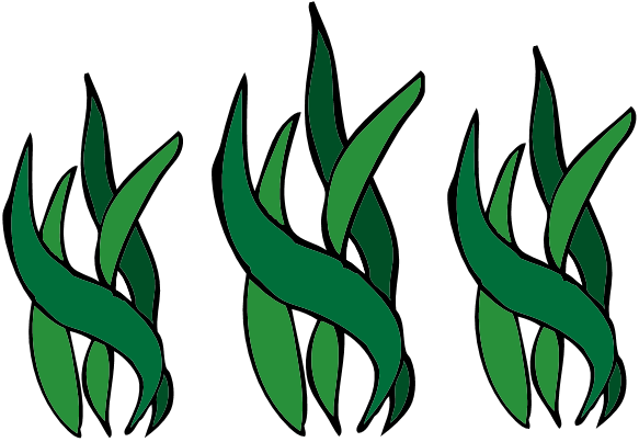 Seaweed Clipart | Clipart .-Seaweed Clipart | Clipart .-13