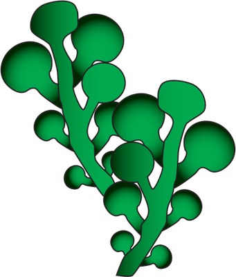 Seaweed Clipart. Seaweed .-Seaweed Clipart. Seaweed .-17