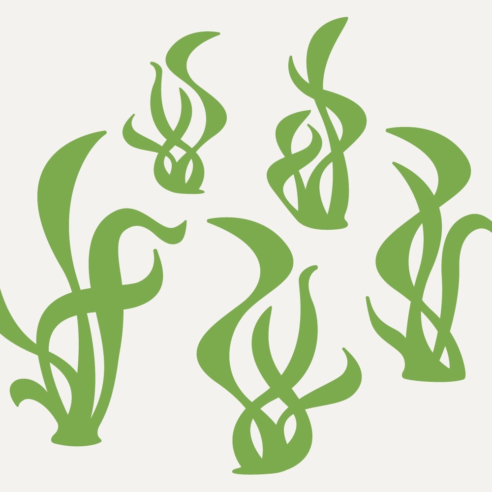 Seaweed-Seaweed-18