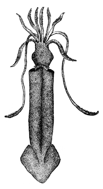 Squid Clipart Etc-Squid clipart etc-18