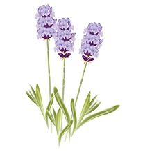 Tags Lavender Pictures Of Lavender Flowe-Tags Lavender Pictures Of Lavender Flowers Did You Know Lavender If-18