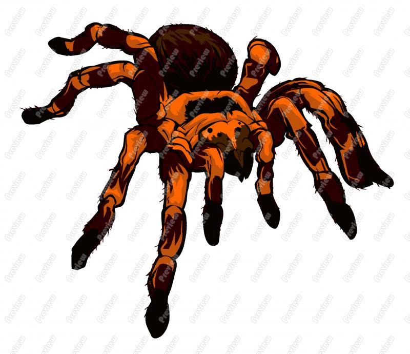 Tarantula Cartoon Clip Art-Tarantula Cartoon Clip Art-4