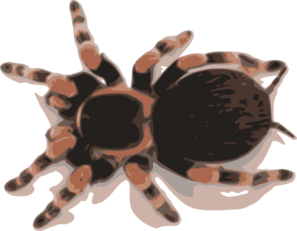 Tarantula Clip Art-Tarantula Clip Art-6