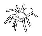 Tarantula U0026middot; Tarantula Spider-Tarantula u0026middot; tarantula spider-12