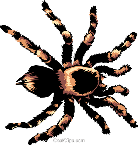 Tarantula Royalty Free Vector Clip Art I-Tarantula Royalty Free Vector Clip Art illustration-13