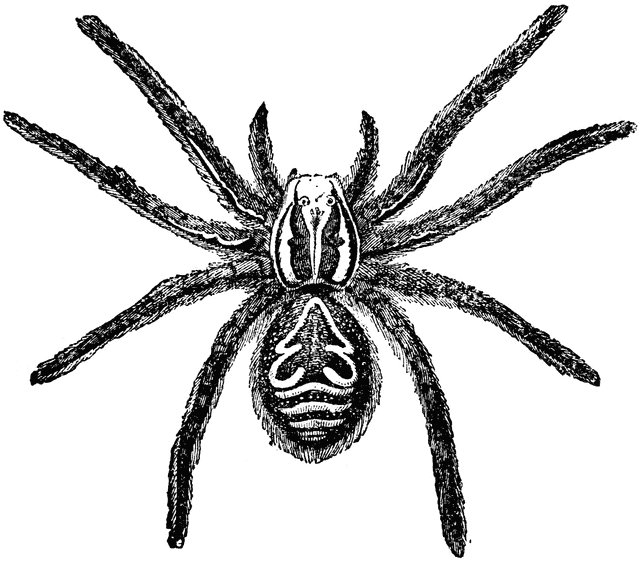 Tarantula-Tarantula-17