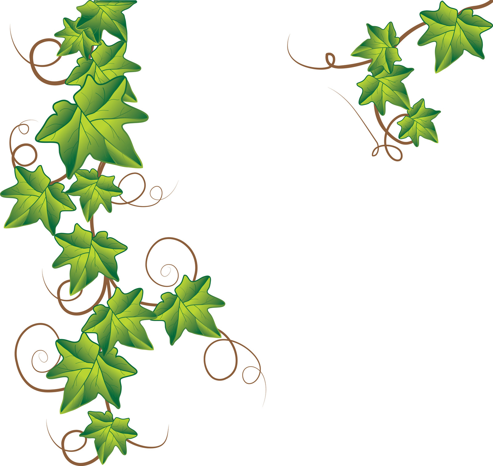 Vine Border Clipart-vine border clipart-12